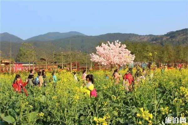 佛山高明盈香生态园油菜花什么时候开