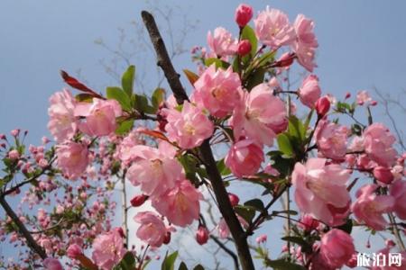 上海哪里可以看樱花