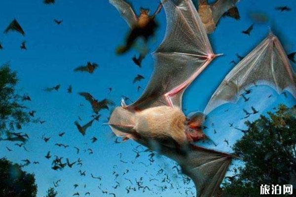 大量蝙蝠涌入澳大利亚城镇 还能旅游吗