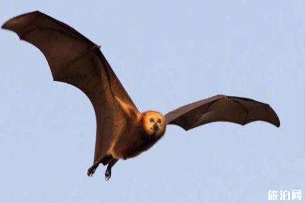 澳大利亚蝙蝠会飞到中国吗