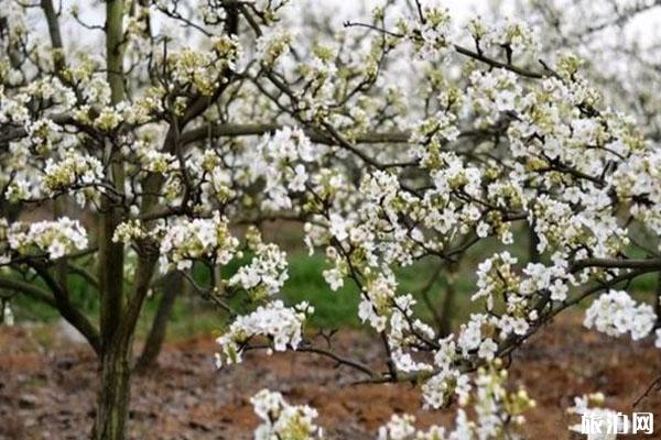 四川春季赏花好去处推荐