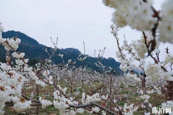 四川春季赏花好去处推荐