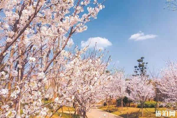 四川春季赏花好去处推荐