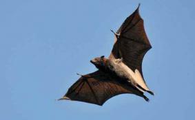 澳大利亚蝙蝠会飞到中国吗
