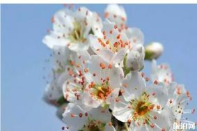 秦皇岛春季赏花攻略