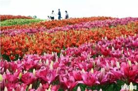 连云港春季赏花攻略