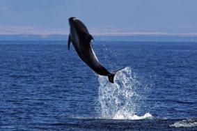 冰岛胡萨维克观鲸指南 冰岛观鲸鱼最好的地方