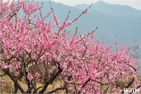 春天郑州郊外赏花的地方推荐