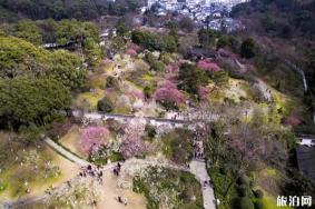 杭州灵峰梅林梅花有哪些品种 梅花观赏指南