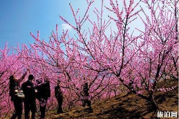 春季贵州赏花旅游景点推荐
