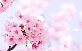 南京哪里看樱花最好