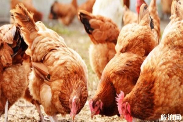 四川发生H5N6禽流感 会不会传染给人