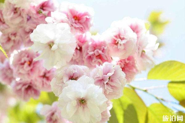 广州观赏樱花的地方在哪里 附最佳观赏点