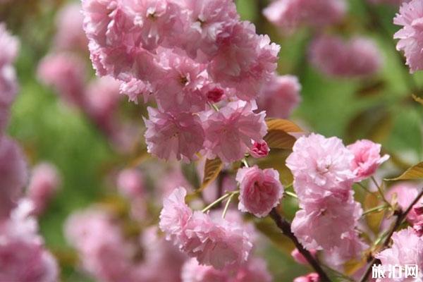 广州观赏樱花的地方在哪里 附最佳观赏点
