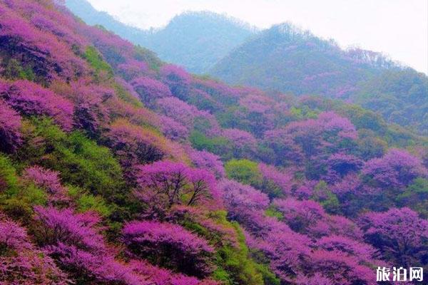 广州增城区四大森林公园停止开放
