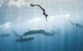 自由潜水怎么学习
