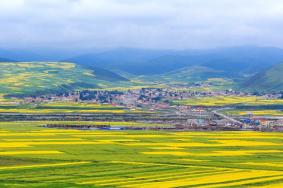 2022国内油菜花景区排行 油菜花怎么拍照才好看