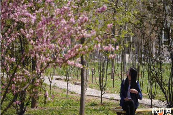 石家庄春季赏花哪里好