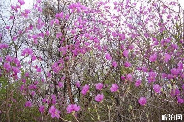 石家庄春季赏花哪里好