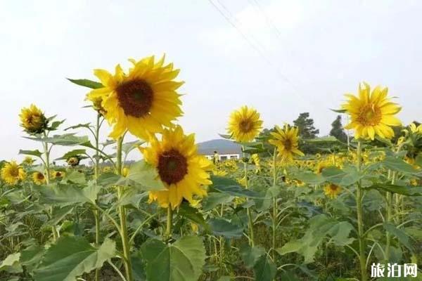 高淳椏溪慢城向日葵在哪里