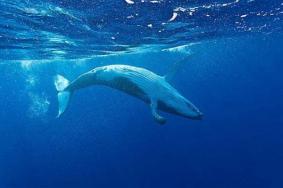 潜水被鲸鱼吞了还能活吗