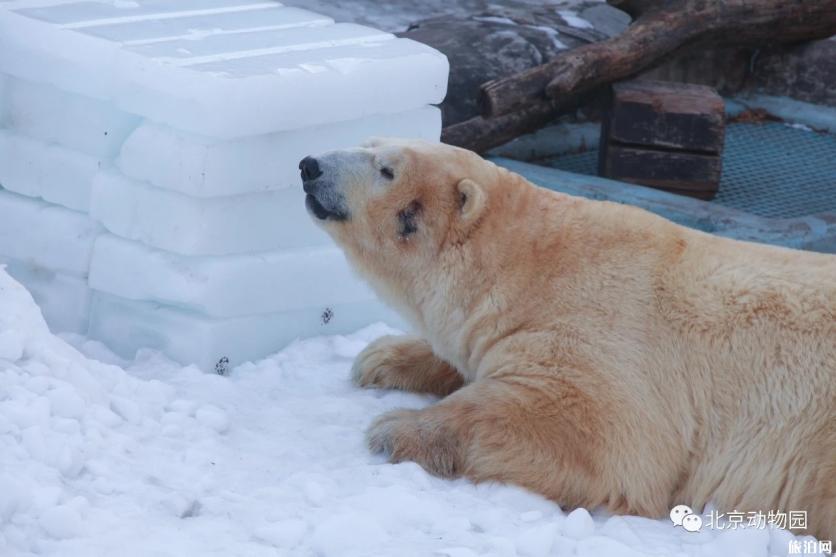 2020年北京動物園什么時候重新開放