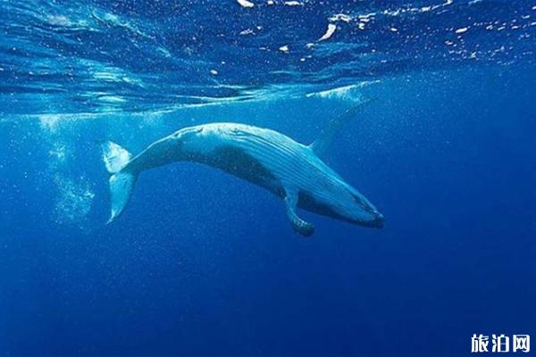潜水被鲸鱼吞了还能活吗