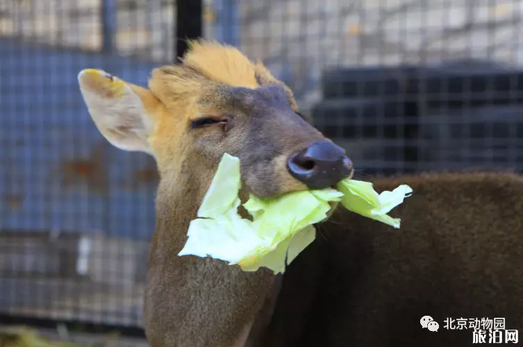 2020年北京動物園什么時候重新開放