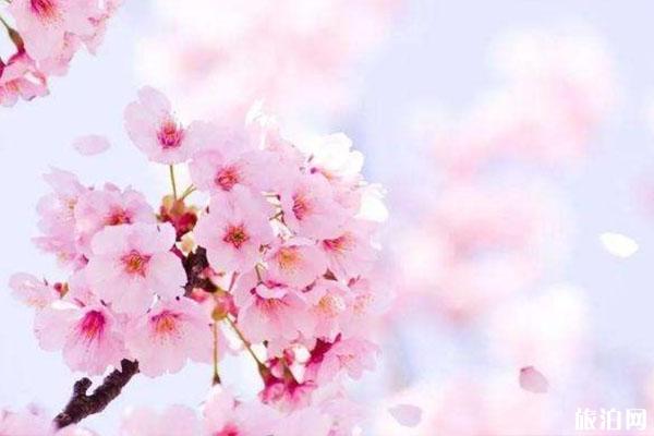 杭州赏樱花的地方 交通地址及门票