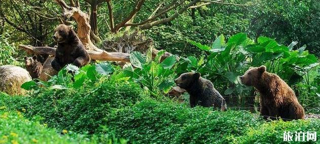 2020年長隆野生動物世界旅游攻略