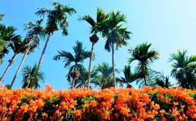 西双版纳热带花卉园对全体医护人员免费开放