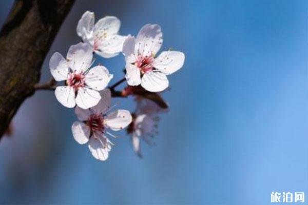 2022貴陽看櫻花好去處 門票價格及交通