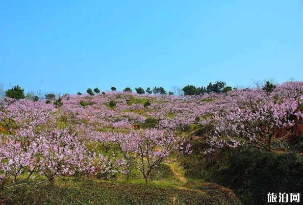 國內四月賞花去哪里