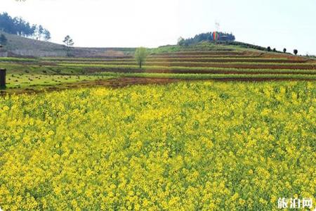 南京江宁油菜花观赏地在哪里?江宁看油菜花的好地点推荐