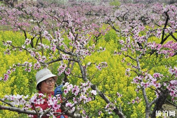 江阴红豆村百花园门票价格