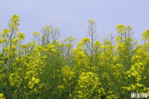 江南荷田风景区门票多少 怎么去