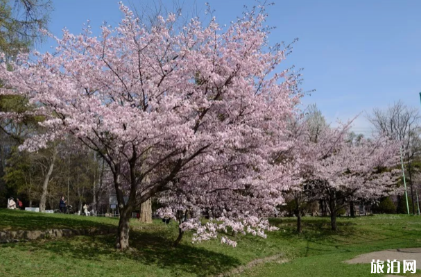 2022日本樱花什么时候开得最好 日本樱花观赏地点