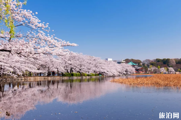 2020日本樱花什么时候开得最好 日本樱花观赏地点