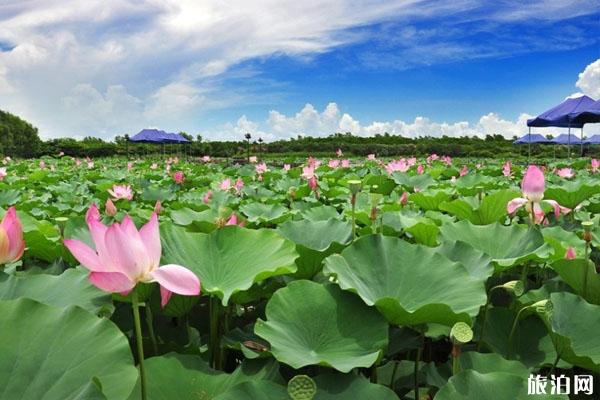 南沙湿地公园对全体医护人员免费开放