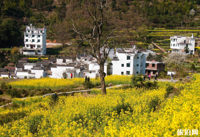 婺源油菜花幾月開得最好 婺源景區(qū)開放時間