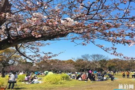 日本樱花绽放时间表 在哪里可以查询到