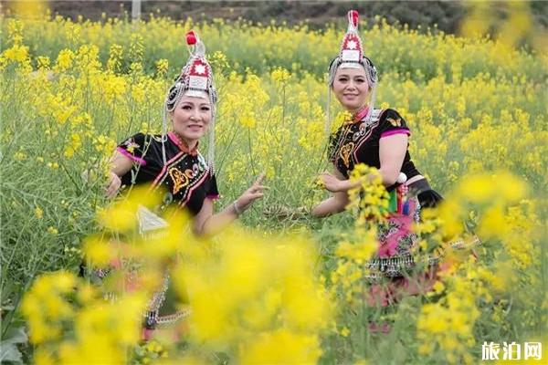 苍南钱库镇油菜花观赏地点推荐