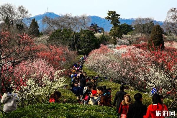 2020南京梅花山什么时候开放和注意事项