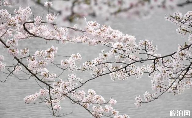 2022年日本各地樱花季预报表