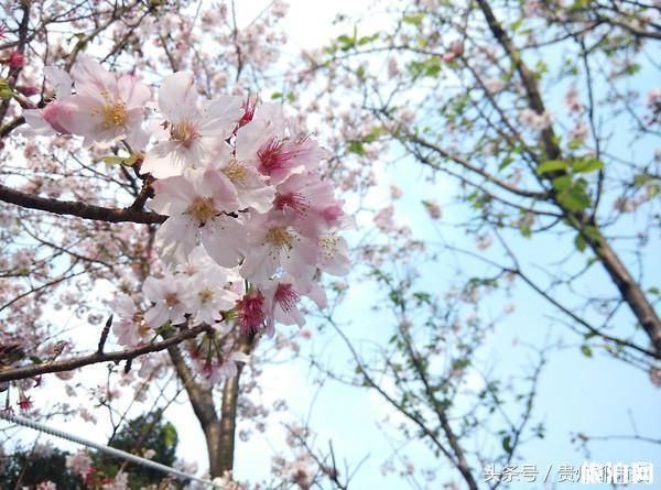 贵阳市区有哪些赏樱花的地方