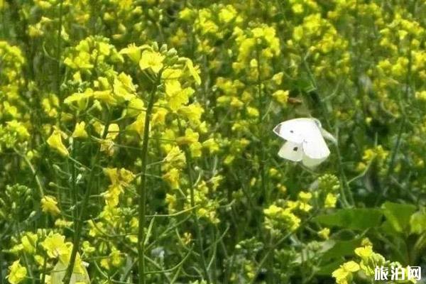 北京房山春季旅游赏花攻略