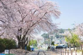 2020韩国镇海军港樱花节时间及活动信息