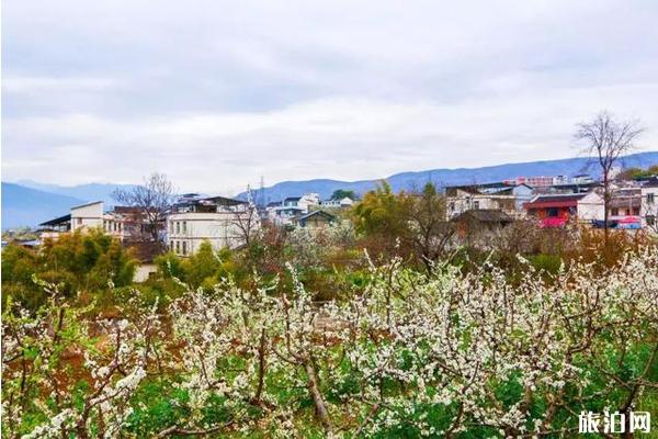 汉源梨花节一般什么时候举办 花期-观赏地