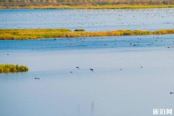 2022千鸟湖湿地公园旅游攻略