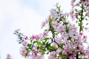 成都春季赏花去哪里好